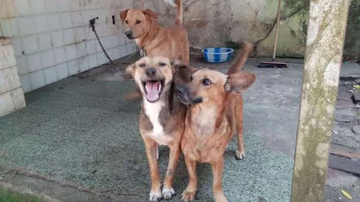 Cachorro ra a Srd idade 7 a 11 meses nome Espoleta