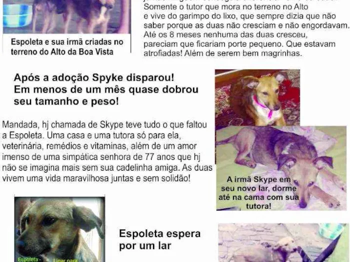 Cachorro ra a Srd idade 7 a 11 meses nome Espoleta