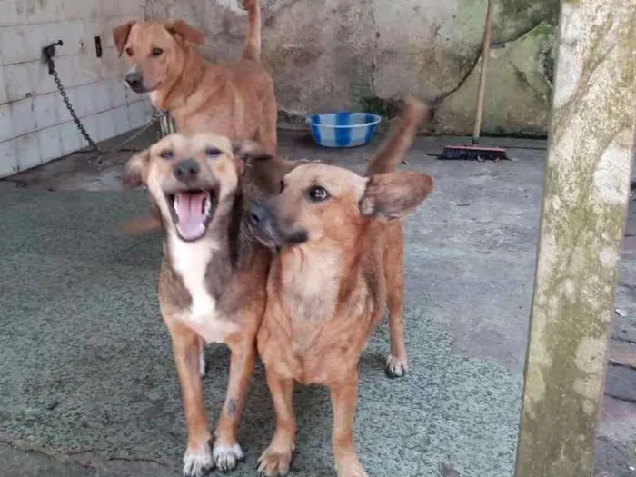 Cachorro ra a Srd idade 7 a 11 meses nome Espoleta