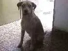 Cachorro raça Indefinido idade 7 a 11 meses nome amarelão