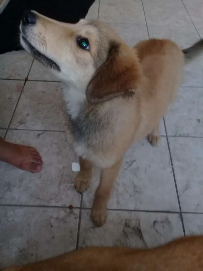 Cachorro ra a Não sei idade Abaixo de 2 meses nome Principes