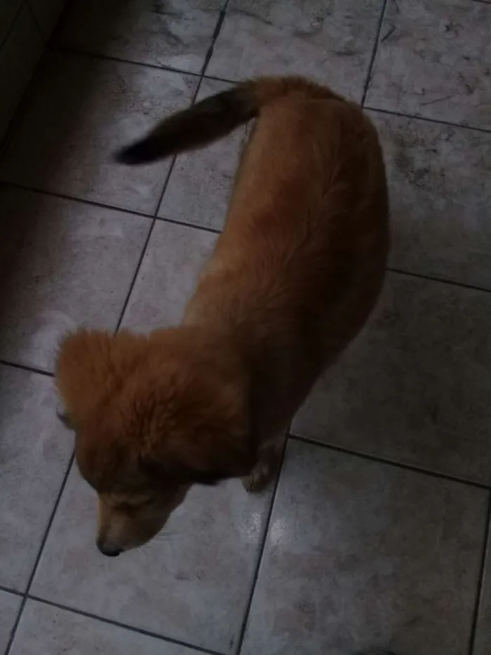 Cachorro ra a Não sei idade Abaixo de 2 meses nome Principes