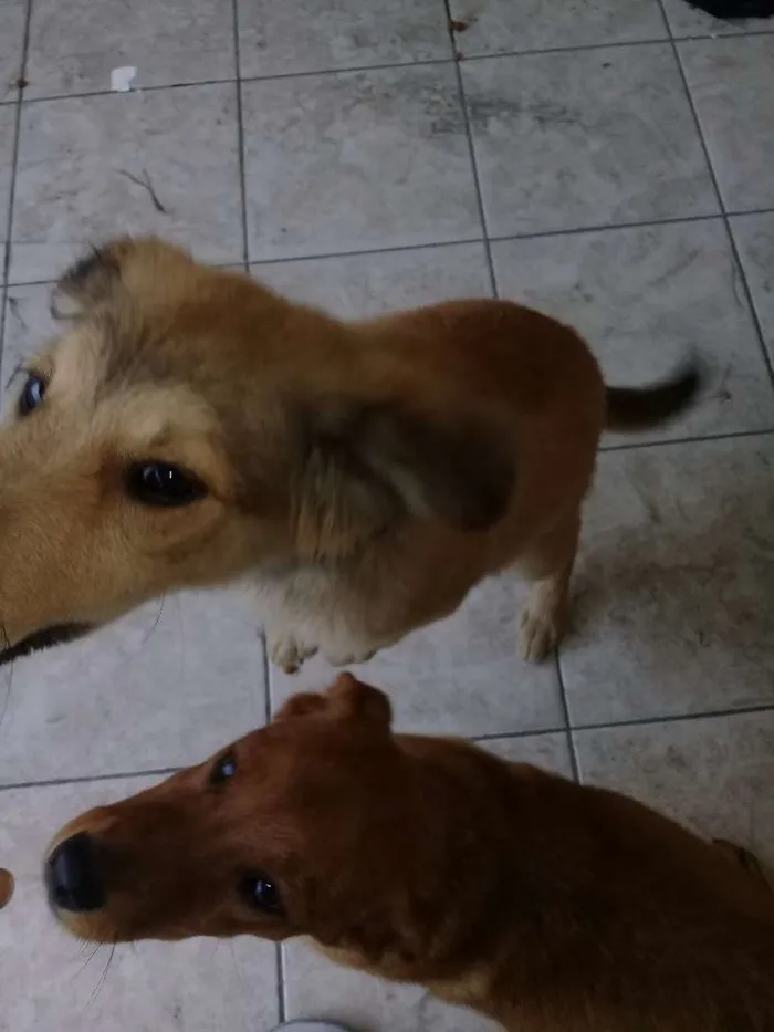 Cachorro ra a Não sei idade Abaixo de 2 meses nome Principes