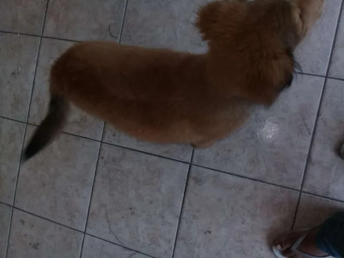 Cachorro ra a Não sei idade Abaixo de 2 meses nome Principes