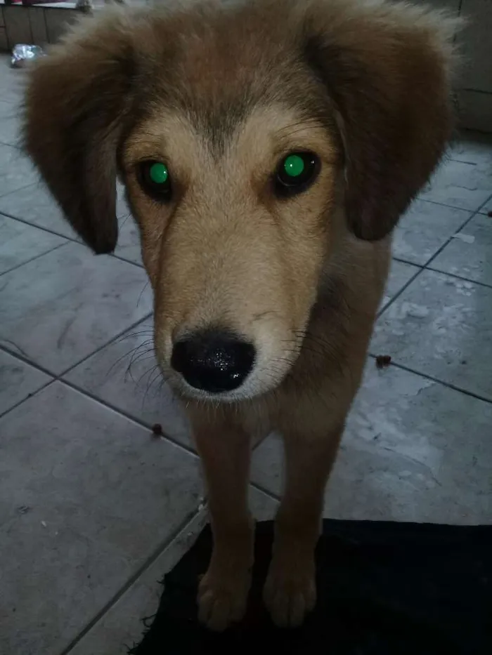 Cachorro ra a Não sei idade Abaixo de 2 meses nome Principes