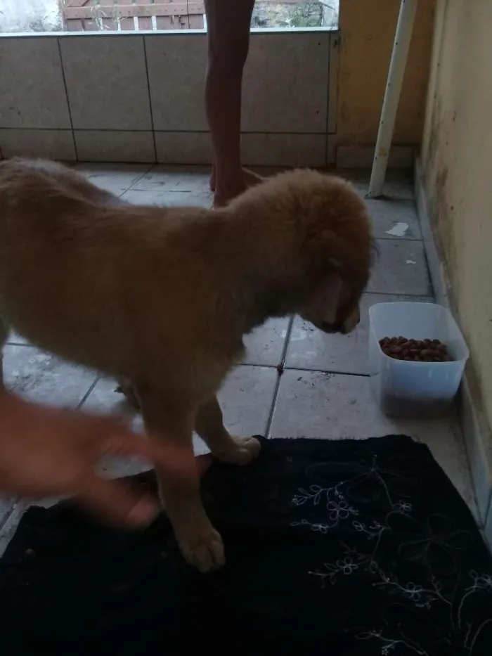 Cachorro ra a Não sei idade Abaixo de 2 meses nome Principes