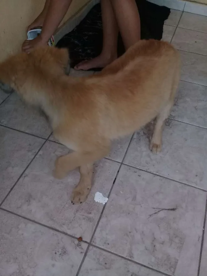 Cachorro ra a Não sei idade Abaixo de 2 meses nome Principes