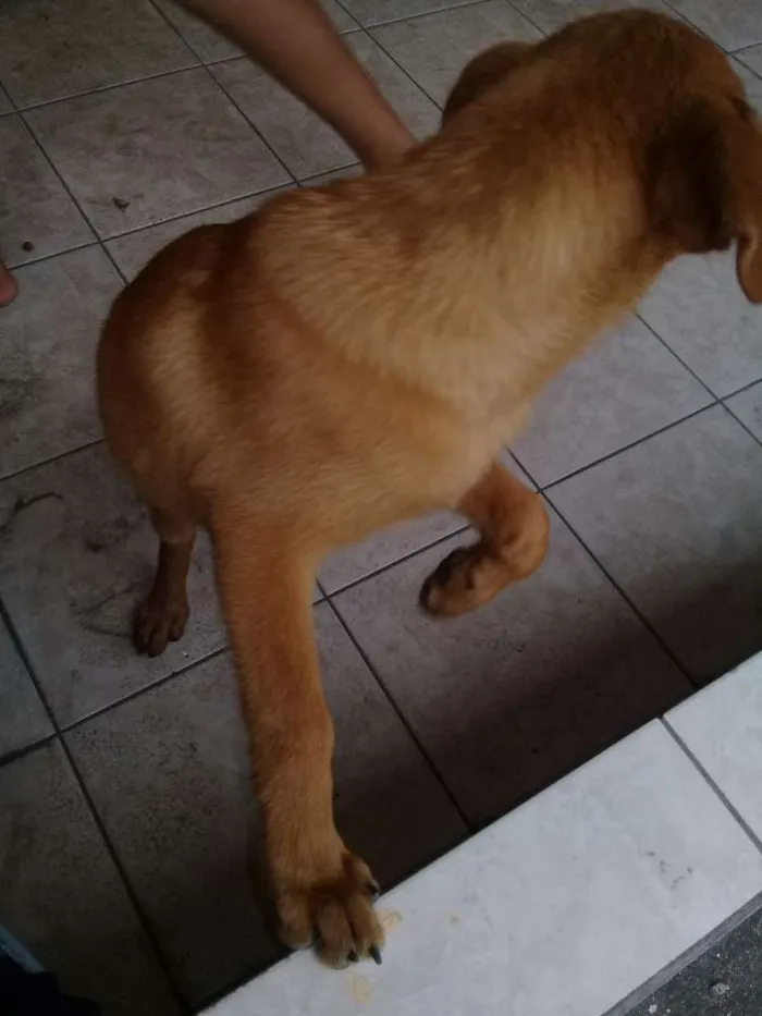 Cachorro ra a Não sei idade Abaixo de 2 meses nome Principes