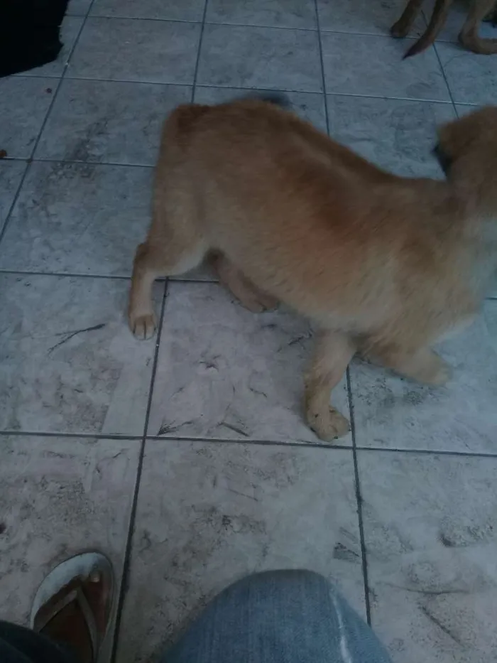 Cachorro ra a Não sei idade Abaixo de 2 meses nome Principes