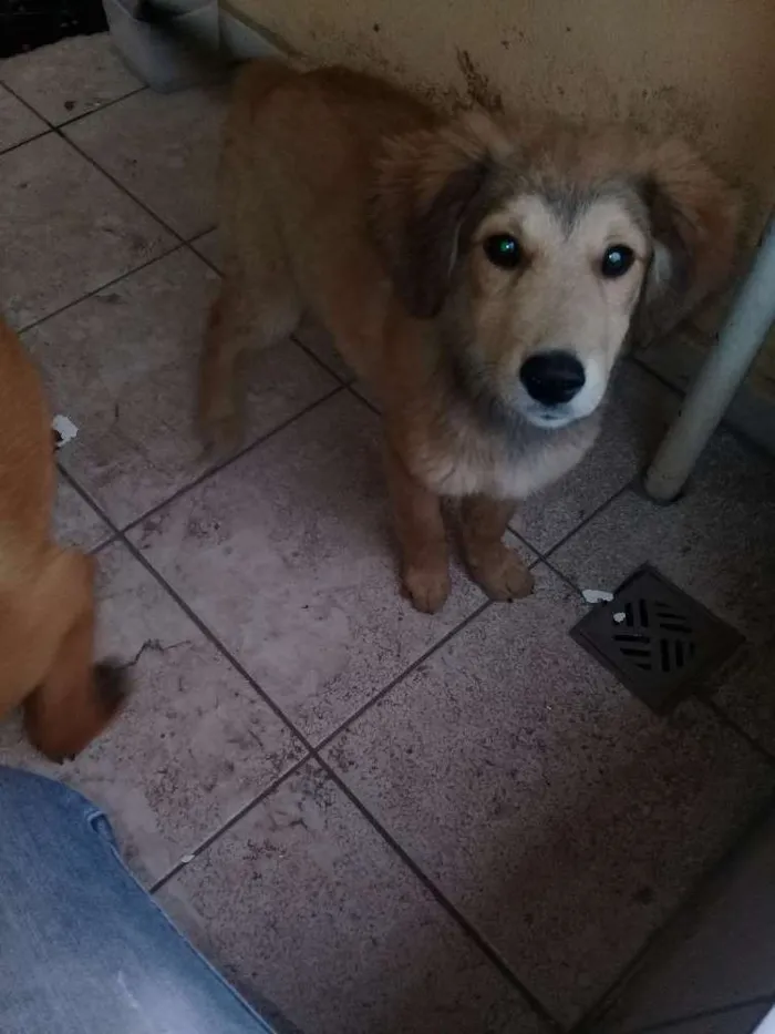 Cachorro ra a Não sei idade Abaixo de 2 meses nome Principes