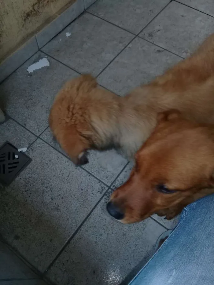 Cachorro ra a Não sei idade Abaixo de 2 meses nome Principes