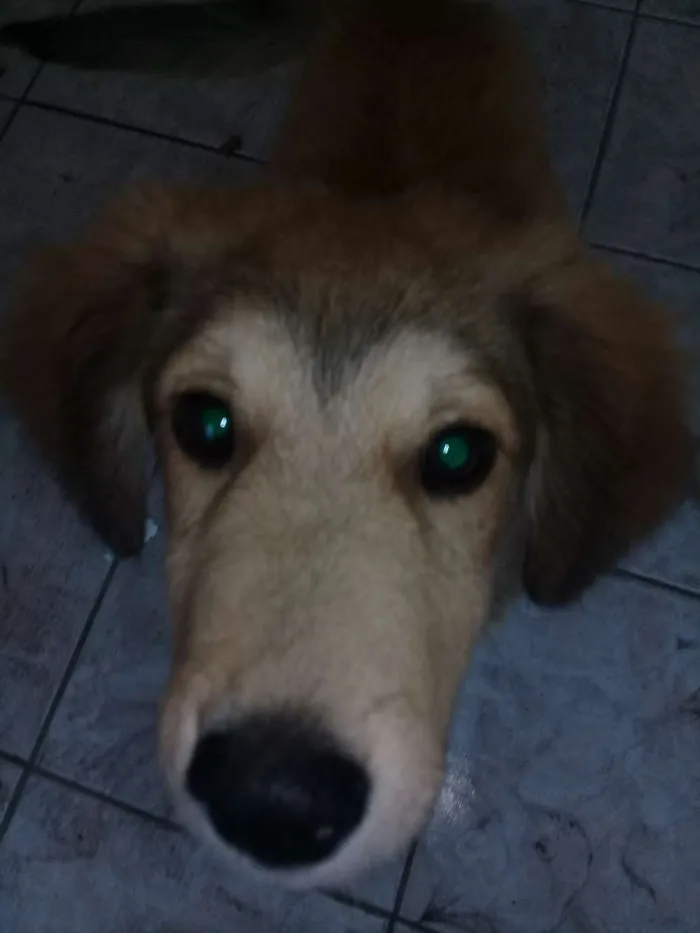 Cachorro ra a Não sei idade Abaixo de 2 meses nome Principes