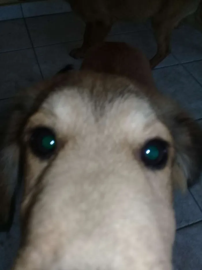 Cachorro ra a Não sei idade Abaixo de 2 meses nome Principes