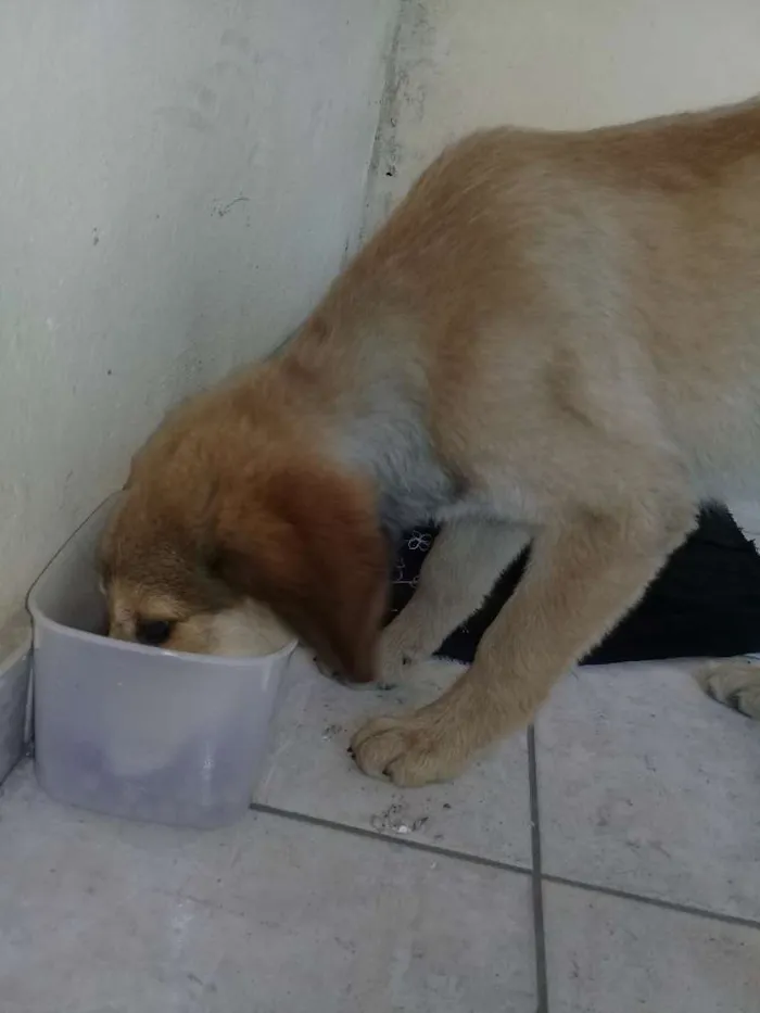 Cachorro ra a Não sei idade Abaixo de 2 meses nome Principes