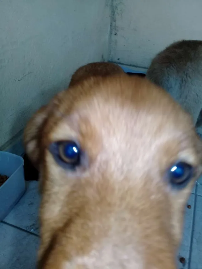 Cachorro ra a Não sei idade Abaixo de 2 meses nome Principes