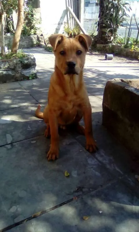 Cachorro ra a Mistura idade 2 a 6 meses nome Thor