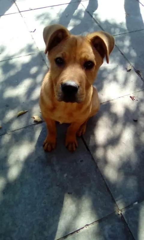 Cachorro ra a Mistura idade 2 a 6 meses nome Thor