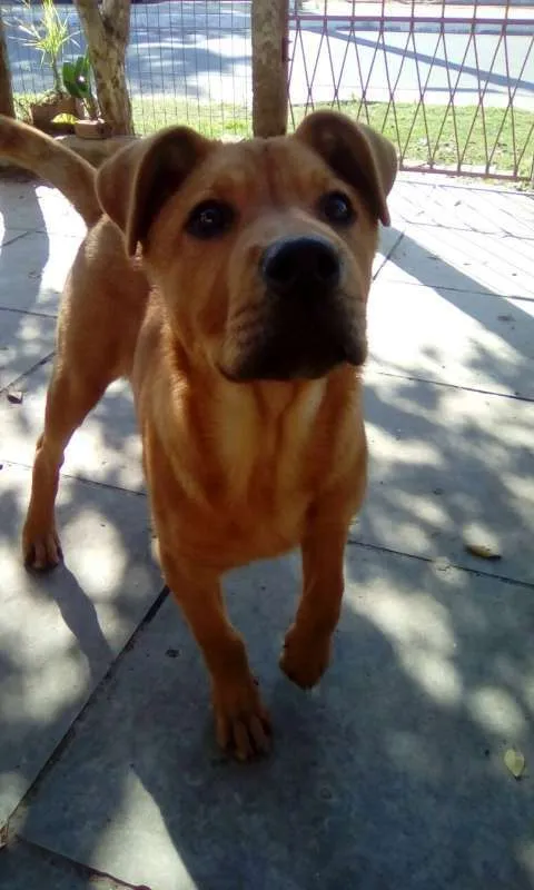 Cachorro ra a Mistura idade 2 a 6 meses nome Thor