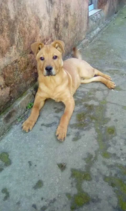 Cachorro ra a Mistura idade 2 a 6 meses nome Thor