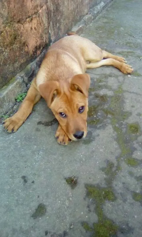 Cachorro ra a Mistura idade 2 a 6 meses nome Thor