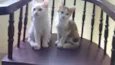 Cora e Clarice