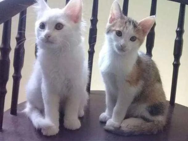 Gato ra a SRD idade 2 a 6 meses nome Cora e Clarice