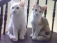 Cora e Clarice