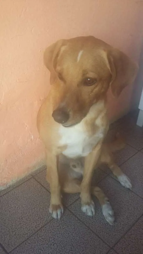 Cachorro ra a virá lata idade 5 anos nome Barão 