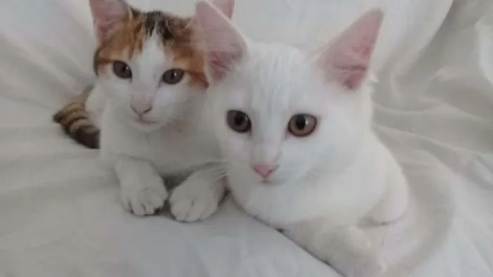 Gato ra a SRD idade 2 a 6 meses nome Cora e Clarice