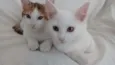 Cora e Clarice