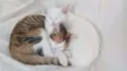 Cora e Clarice