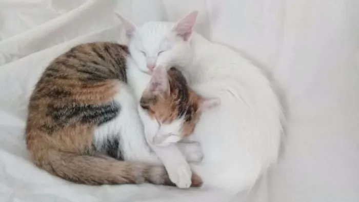 Gato ra a SRD idade 2 a 6 meses nome Cora e Clarice