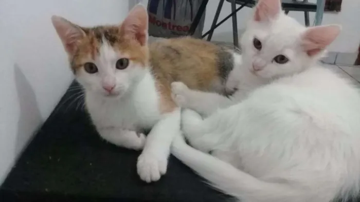 Gato ra a SRD idade 2 a 6 meses nome Cora e Clarice