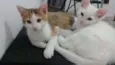 Cora e Clarice