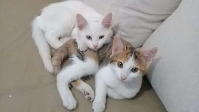 Gato ra a SRD idade 2 a 6 meses nome Cora e Clarice