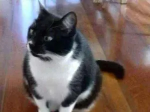 Gato raça  idade 3 anos nome Joana