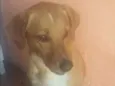 Barão 