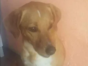 Cachorro raça virá lata idade 5 anos nome Barão 