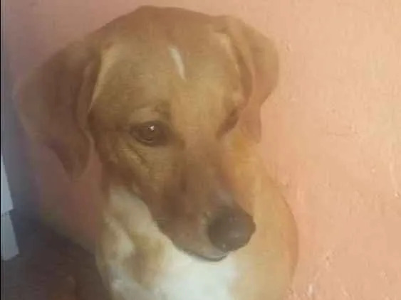 Cachorro ra a virá lata idade 5 anos nome Barão 