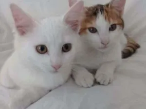 Gato raça SRD idade 2 a 6 meses nome Cora e Clarice