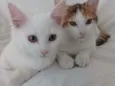 Cora e Clarice