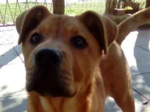 Cachorro raça Mistura idade 2 a 6 meses nome Thor