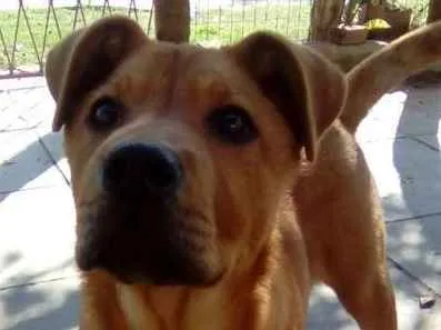 Cachorro ra a Mistura idade 2 a 6 meses nome Thor