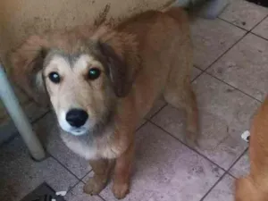 Cachorro raça Não sei idade Abaixo de 2 meses nome Principes