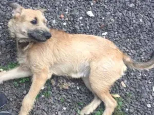 Cachorro raça Vira Lata idade 7 a 11 meses nome Meily