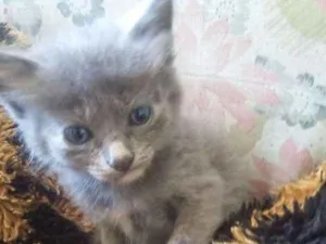 Gato raça viralatas idade Abaixo de 2 meses nome sem nome