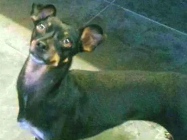 Cachorro ra a Pinscher idade 5 anos nome NINA