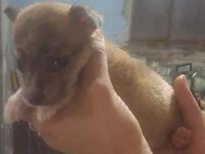 Cachorro ra a  idade Abaixo de 2 meses nome Sem nome
