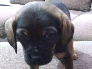 Cachorro raça SRD idade Abaixo de 2 meses nome não tem