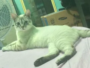 Gato raça SRD idade 7 a 11 meses nome Zac